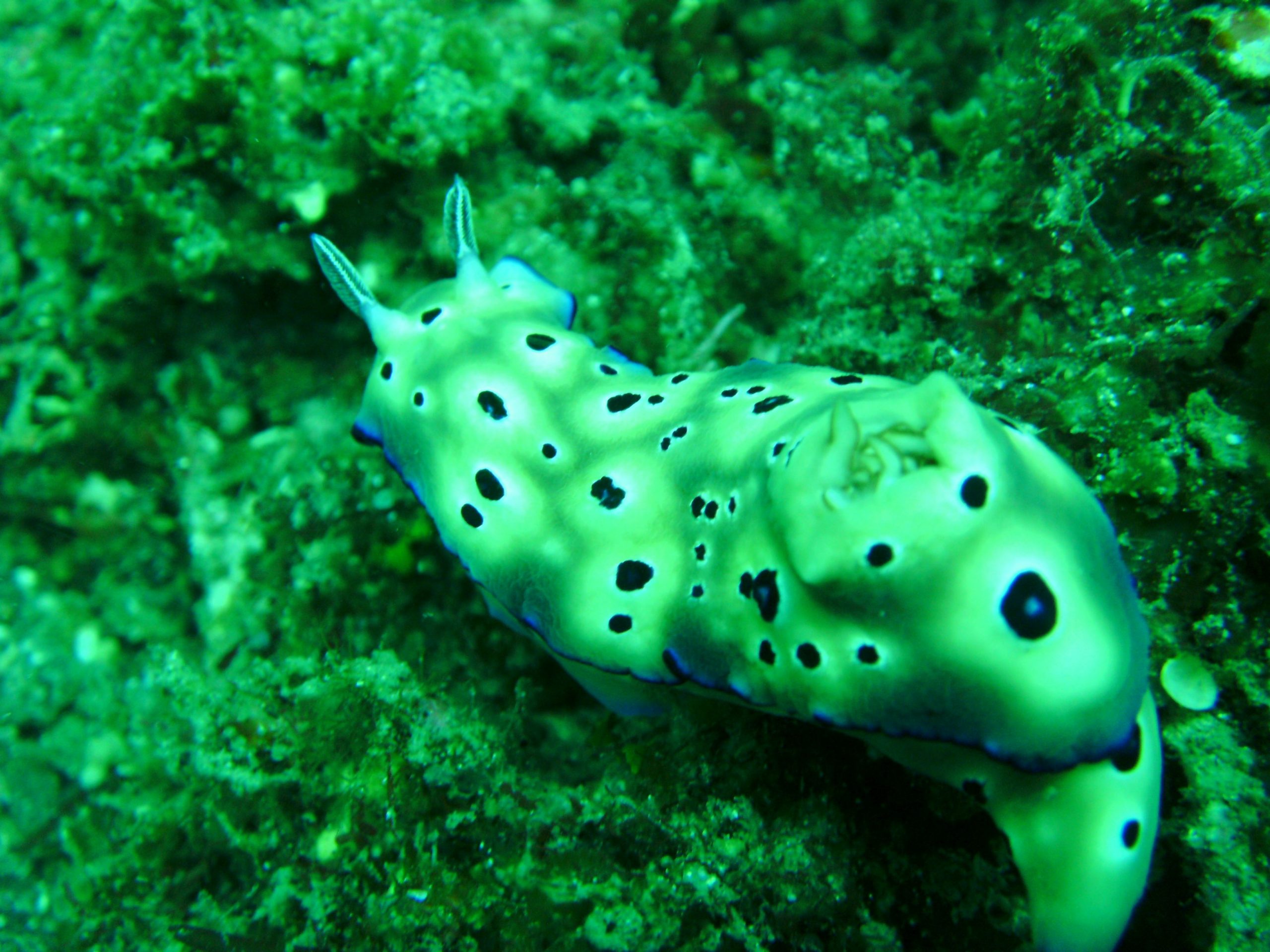 Chromodoris sea slug, Lembeh Strait muck diving, Sulawesi 